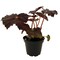 Mysterious Hollow's Eve Begonia - 2.5" Pot - Leaves Turn Black for Halloween